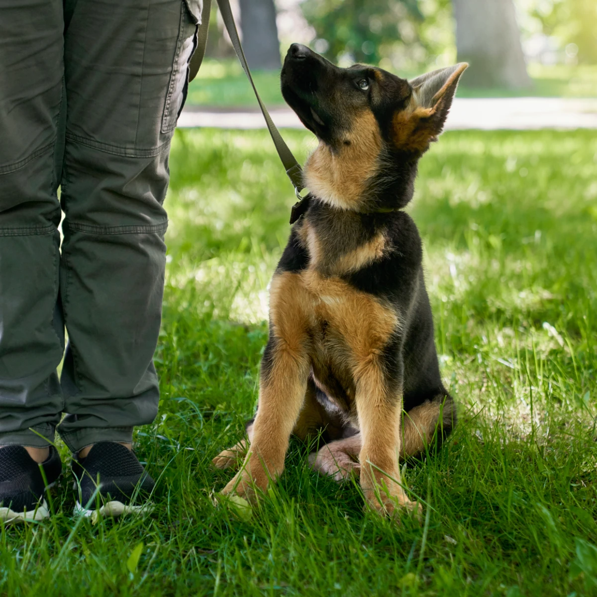 From Pup to Pal