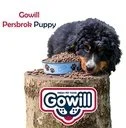 Gowill Persbrok Puppy