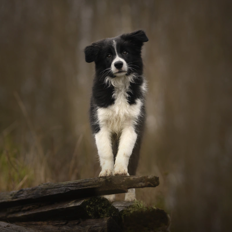 From Pup to Pal - BoogieWoogieTails