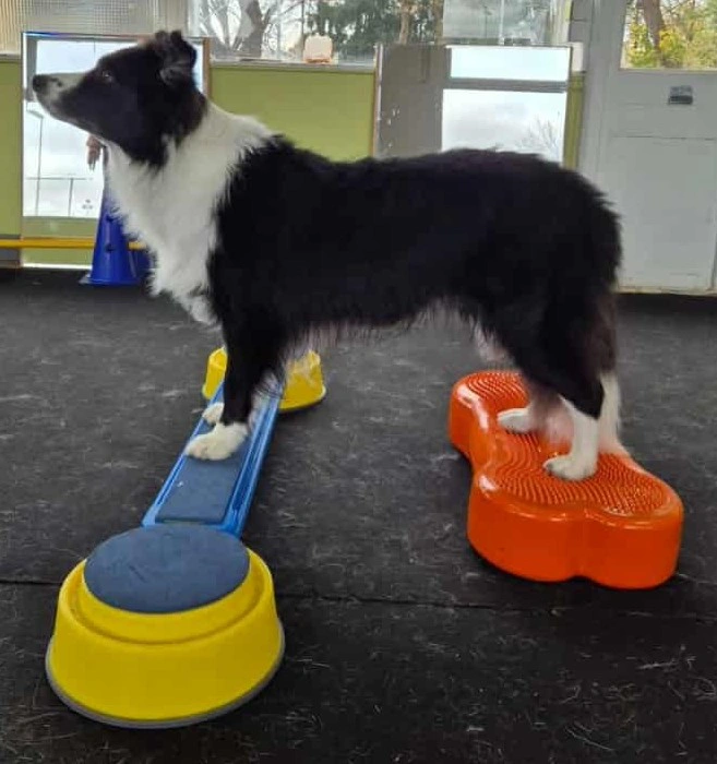 From Pup to Pal - BoogieWoogieTails